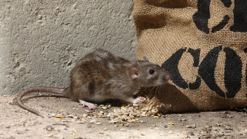 Muis bij zak.jpg
