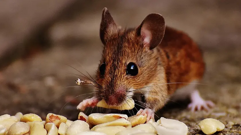 Muis eet nootjes2.jpg