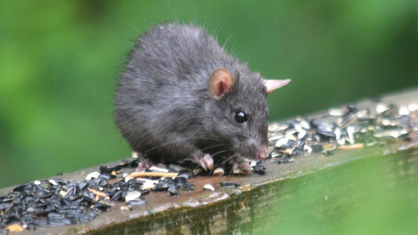 Rat