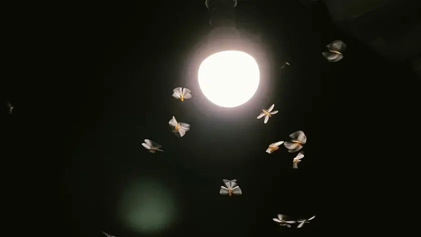 Moth to a flame