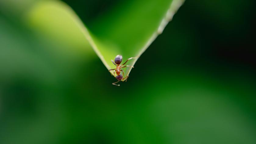 Ant on leaf