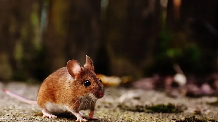 Muis buiten met op de achtergrond een bosomgeving