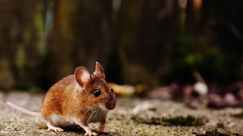 Muis buiten Muis buiten met op de achtergrond een bosomgeving