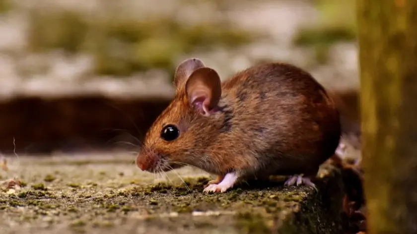 Muis rust op tegel Muis zit stil op tegel