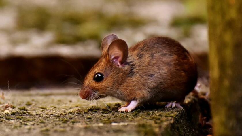 Muis rust op tegel Muis zit stil op tegel