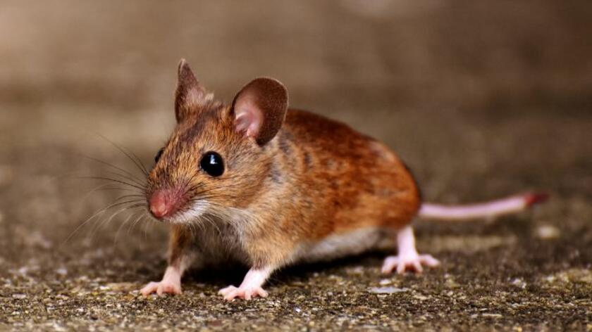 Muis op straat Muisje op straat