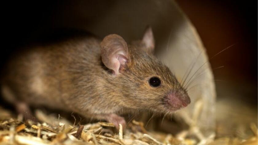 Muis tussen stro