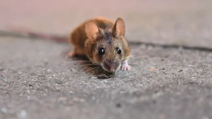 muis op tegel Muis op tegel buiten