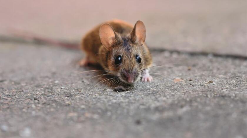 muis op tegel Muis op tegel buiten