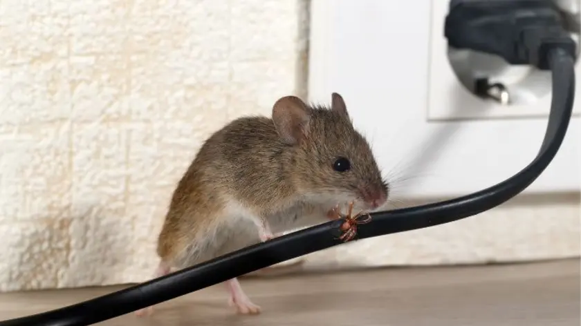Muis bij stopcontact 