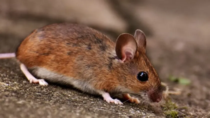 Muis op stoeptegel