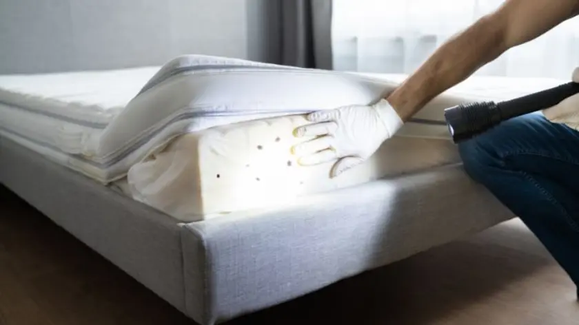 bedwantsen 