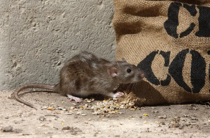 Muis bij zak.jpg