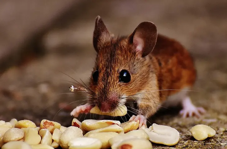 Muis eet nootjes2.jpg