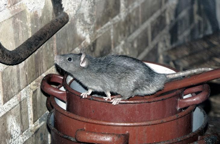 Rat in schuur.jpg