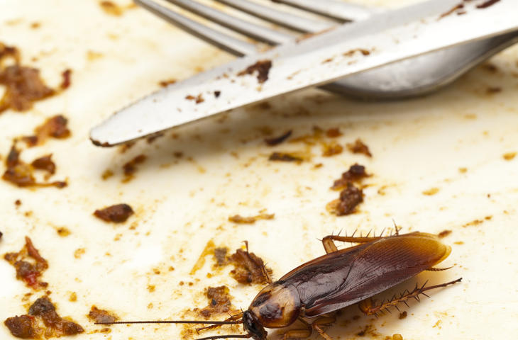 Kakkerlak op bord