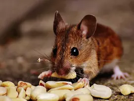 Muis eet nootjes2.jpg