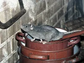 Rat in schuur.jpg