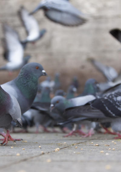 Pigeons