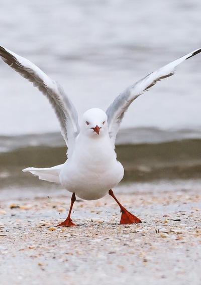 seagull