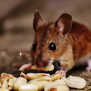 Muis eet nootjes2.jpg
