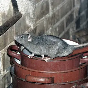 Rat in schuur.jpg
