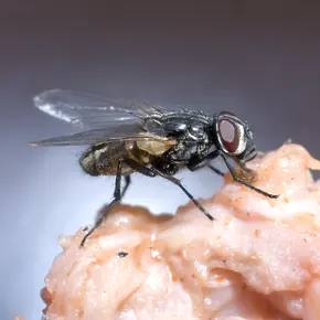 Vlieg op eten.jpg