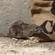 rat