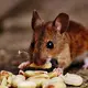 Muis eet nootjes2.jpg